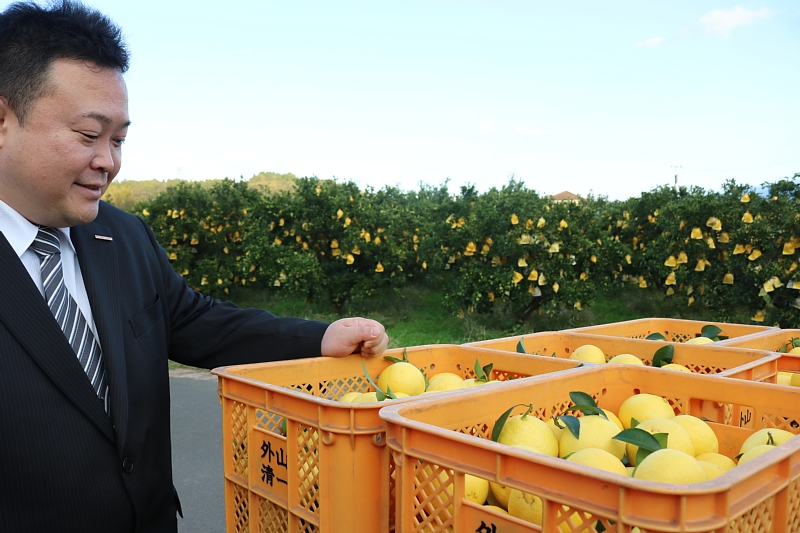 宮崎を代表する果物「日向夏」の産地を訪問。12月中旬からハウスものが出荷され、これからがまさに旬の柑橘