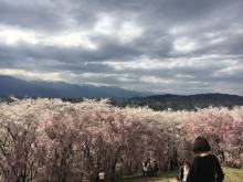 弘法山古墳の桜（4月5日の状況）