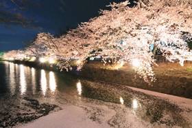 お堀の水面に散った桜の花びらが幻想的